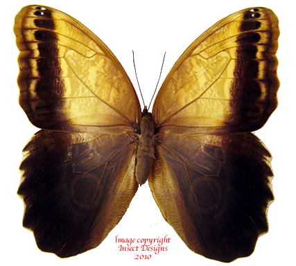 Caligo memnon telamonius (Colombia) - female