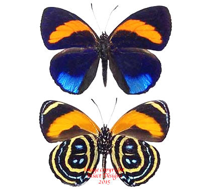 Callicore cynosura (Peru) - quality dried butterflies for sale – Insect ...