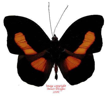 Catonephele acontius (Peru)