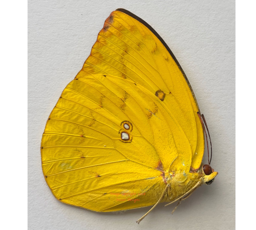 Catopsilla pomona f. Pomona (Philippines)