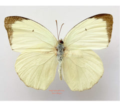 Catopsilla pomona (Philippines)