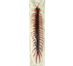 Insect specimens at Insect Designs - Centipedes and Millipedes