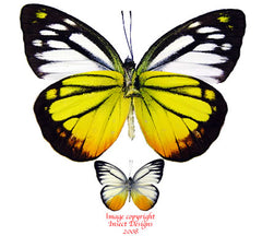 Corpora iudith (Malaysia)