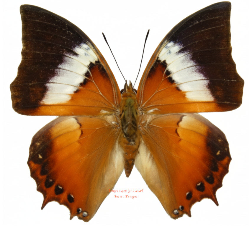 Charaxes bupalus bupalus (Philippines)