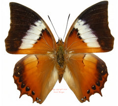 Charaxes bupalus bupalus (Philippines)