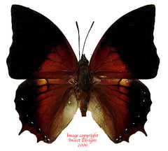 Charaxes plateni plateni (Philippines)