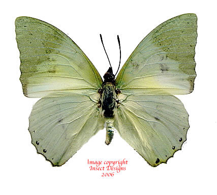 Charaxes subornatus (Cameroon)