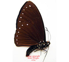 Chilasa paradoxa aenigma f. aenigma (Malaysia)