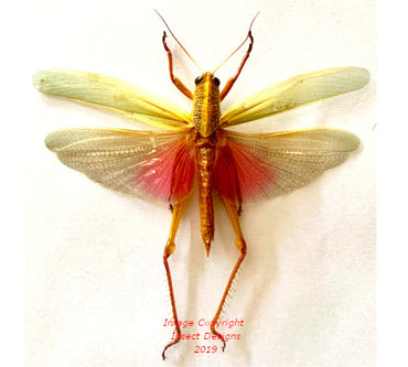 Katydid Insect Design Dried insects at Insect Designs - Grasshoppers, Leaf Hoppers, Katydids