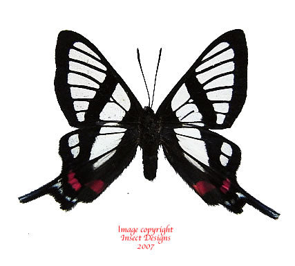 Chorinea sylphina (Peru)