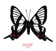 Chorinea sylphina (Peru)