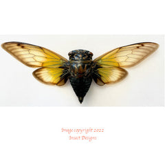Cicada sp.1 (Java) A2