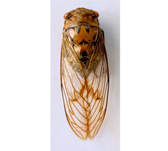 Cicada sp. (Peru)