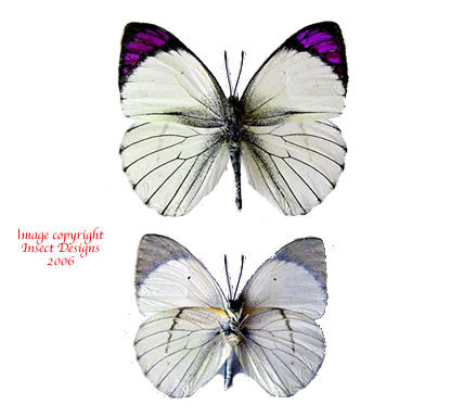 Colotis ione/regina (Tanzania)