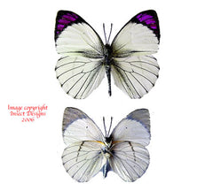Colotis ione/regina (Tanzania)