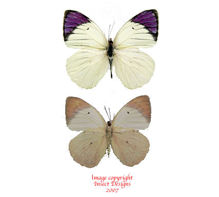 Colotis ione/regina (Tanzania)