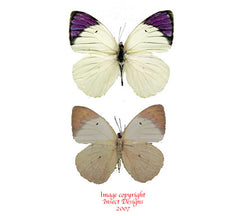 Colotis ione/regina (Tanzania)