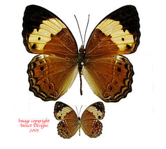 Cupha arias arias (Philippines)