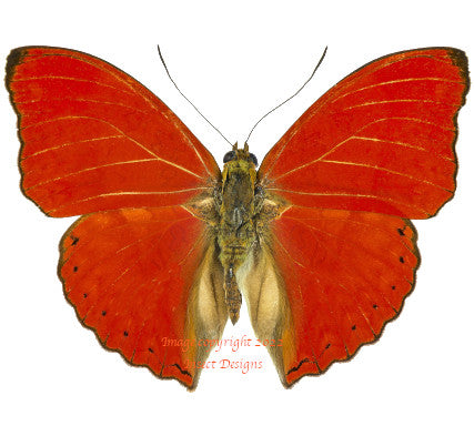 Cymothoe sangaris (Cameroon)