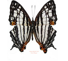 Cyrestis maenalis maenalis (Philippines)