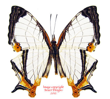 Cyrestis nivea (Malaysia)
