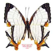 Cyrestis nivea (Malaysia)