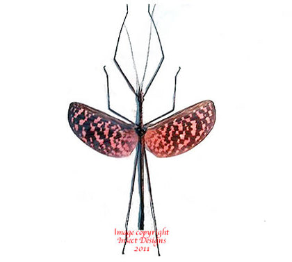 What's New in Other Bugs – Insect Designs