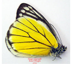 Delias baracasa (Malaysia)