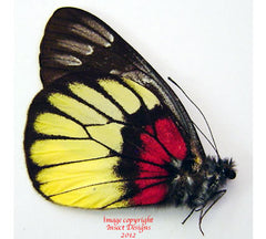 Delias ninus ninus (Malaysia)