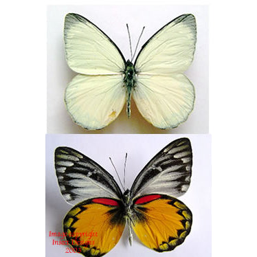 Delias oraia (Seram)