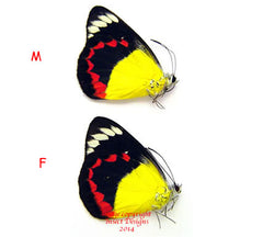 Delias timorensis moaensis (Moa) - female A2