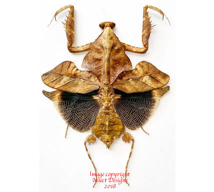 Deroplatys lobata (Malaysia)
