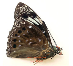 Dichorragia nesimachus (Malaysia)