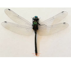 Dragonfly sp.3 (Java)