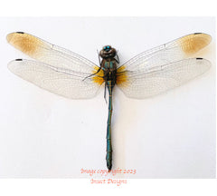 Dragonfly sp. (Java)