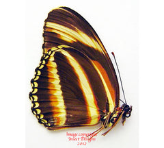 Dryadula phaetusa (Peru)
