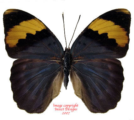 Euphaedra neophron (Tanzania) - female A2