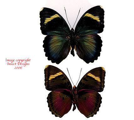 Euphaedra xypete (Cameroon)