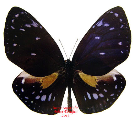 Euploea phaenareta margaretae (Philippines)