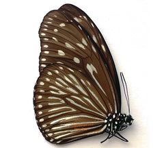 Euploea mulciber paupera (Philippines) - female