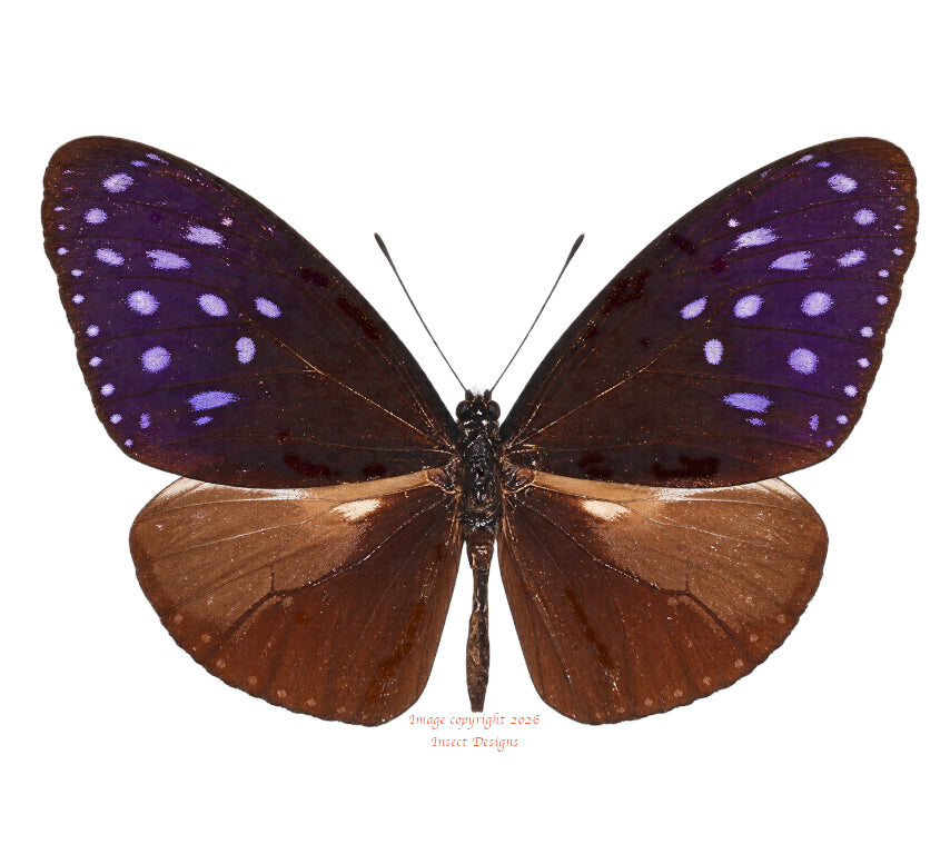 Euploea mulciber paupera (Philippines) - male