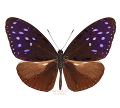 Euploea mulciber paupera (Philippines) - male