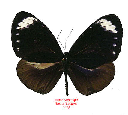 Euploea tulliolus (Philippines)