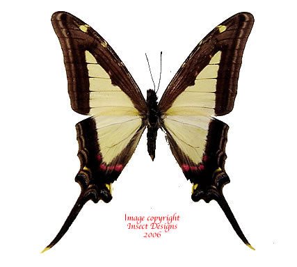 Eurytides leucaspis (Peru)