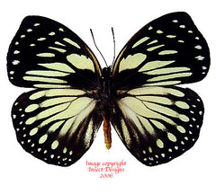 Euxanthe crossleyi (Cameroon)