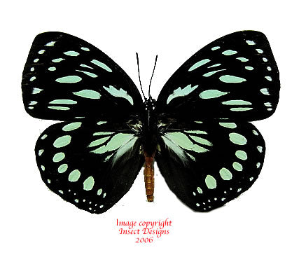 Euxanthe eurinome (Cameroon)