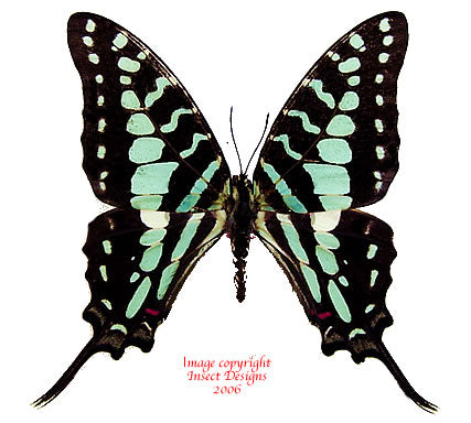 Graphium antheus (Cameroon) A2