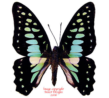 Graphium bathycles bathycloides (Philippines)