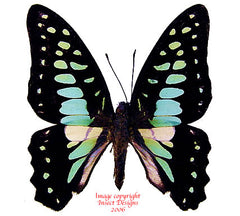 Graphium bathycles bathycloides (Philippines)