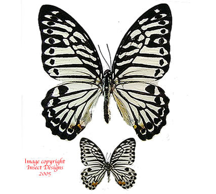 Graphium delesserti palawanus (Philippines)